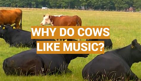 why do cows like music